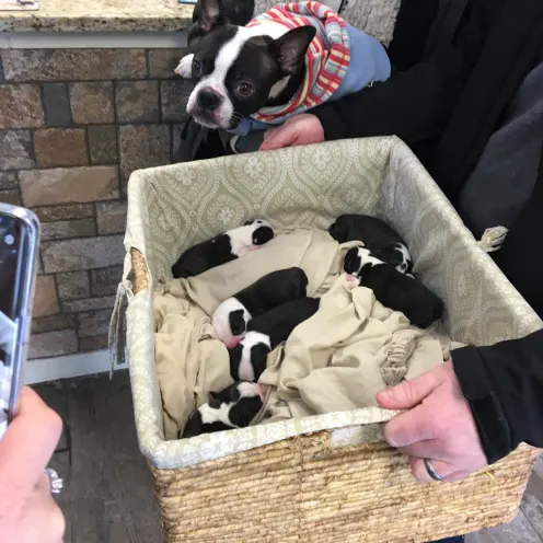Basket of puppies at Waterville Veterinary Clinic